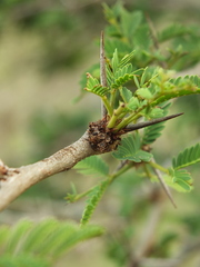 Vachellia leucophloea