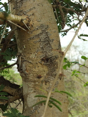 Vachellia leucophloea