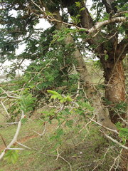 Vachellia leucophloea
