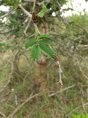Vachellia leucophloea