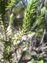 Epacris marginata