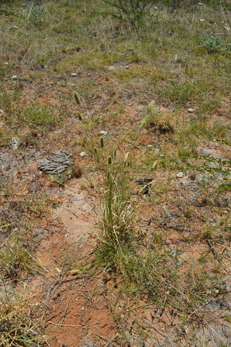 Thimble Grass