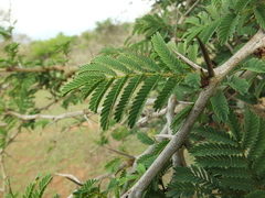 Vachellia leucophloea