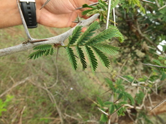 Vachellia leucophloea