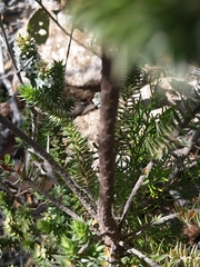 Epacris marginata