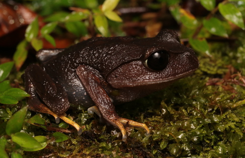 Leptobrachium montanum, 2025-12-17