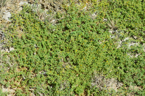 simple-leaved bean caper