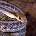 Mojave Patchnose Snake - Photo (c) herper47, some rights reserved (CC BY-NC)