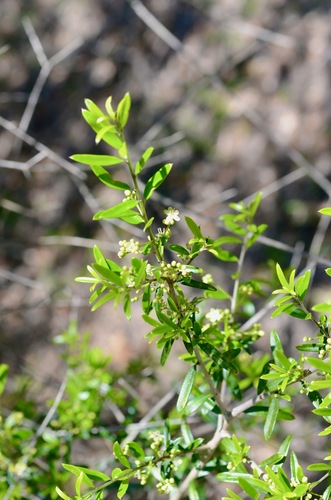 Myrtle Dahoon (Ilex myrtifolia)