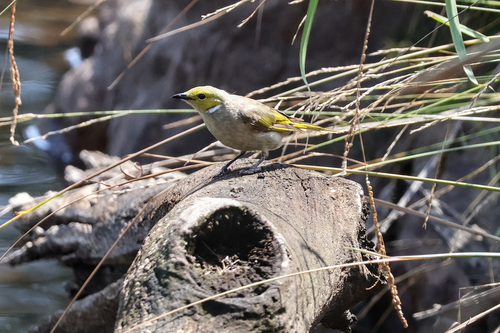 White-plumed Honeyeater