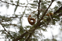 Vachellia planifrons