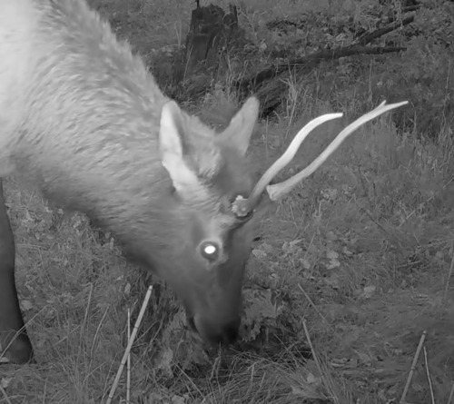 Elk