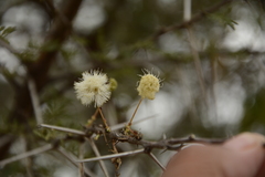Vachellia planifrons