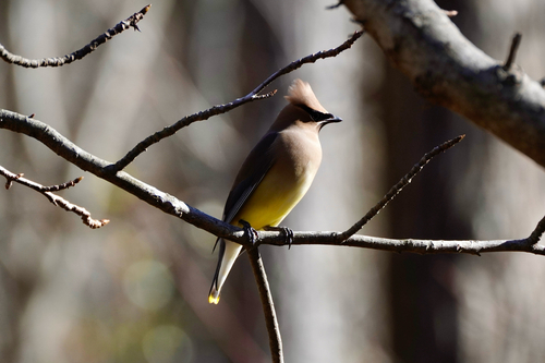 Cedar Waxwing photographed in North Carolina