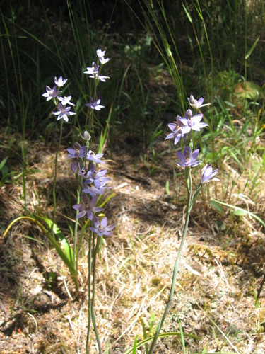 Thelymitra observed 2010-11-30