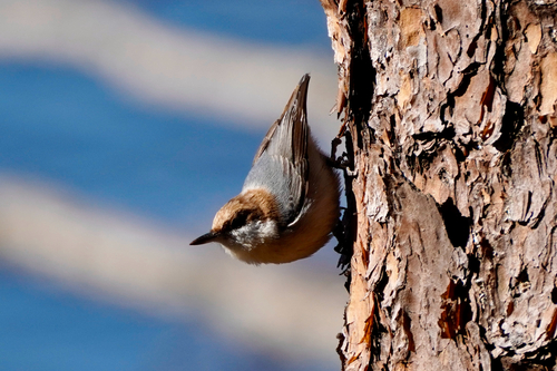 Brown-headed Nuthatch (Sitta pusilla), photo 6