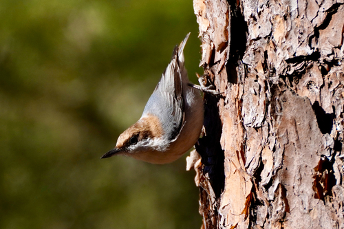 Brown-headed Nuthatch (Sitta pusilla), photo 7