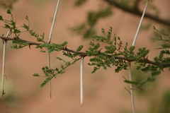 Vachellia planifrons