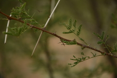 Vachellia planifrons