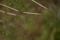 Vachellia planifrons