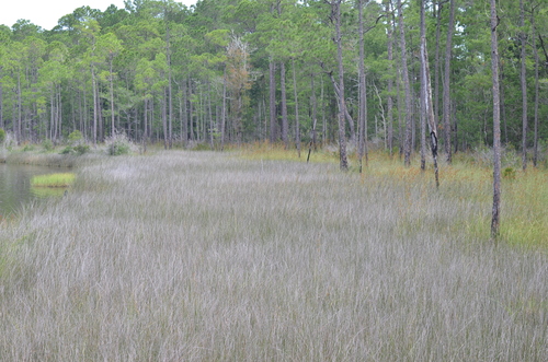Juncus roemerianus, photograph 5