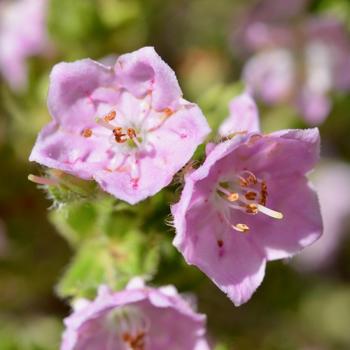 Sandhill laurel (Kalmia hirsuta)
