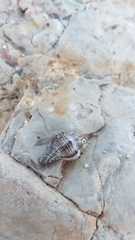 Ocinebrina