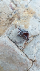 Ocinebrina