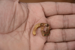 Vachellia planifrons