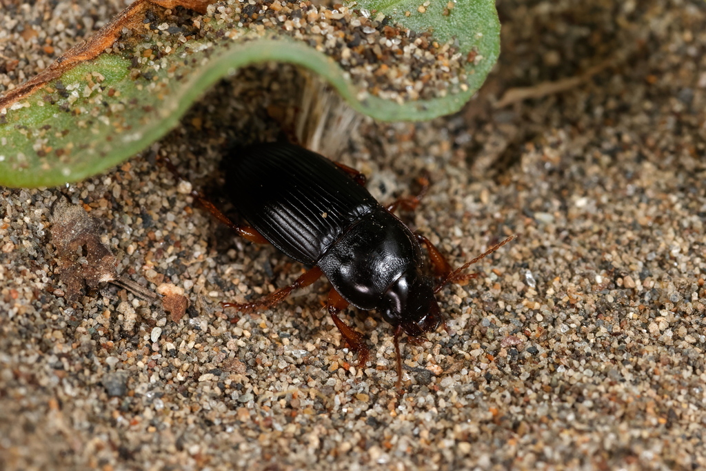 Harpalus platynotus