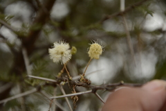 Vachellia planifrons