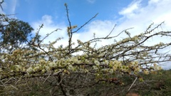 Vachellia planifrons