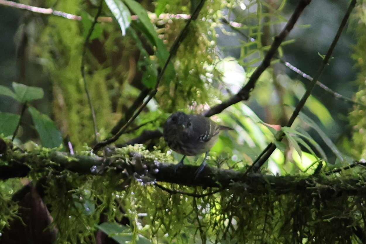 Streak-crowned Antvireo (Dysithamnus striaticeps), photo 2