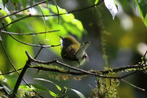 Chestnut-sided Warbler (Setophaga pensylvanica), photo 1