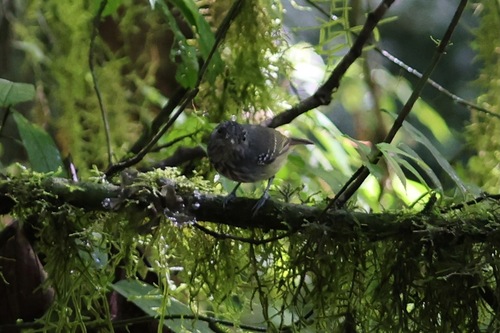 Streak-crowned Antvireo (Dysithamnus striaticeps)