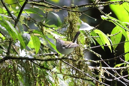 Chestnut-sided Warbler (Setophaga pensylvanica), photo 2