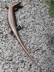 Entrecasteaux's Skink photo 4