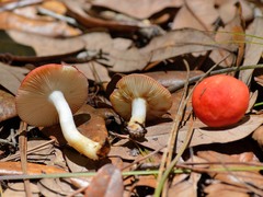 Russula fragiloides