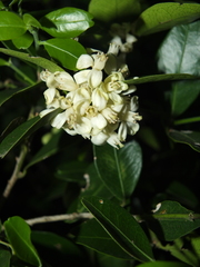 Atalantia monophylla