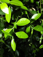 Atalantia monophylla