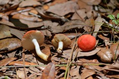 Russula fragiloides