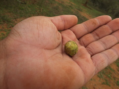 Atalantia monophylla