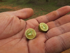 Atalantia monophylla