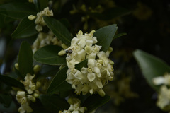 Atalantia monophylla