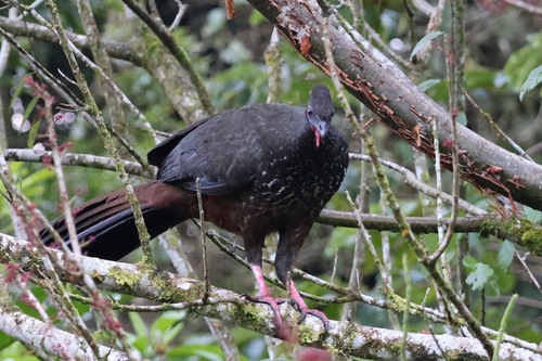 Crested Guan (Penelope purpurascens), photo 7