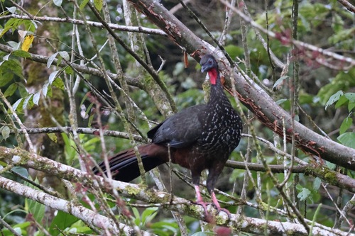 Crested Guan (Penelope purpurascens), photo 8