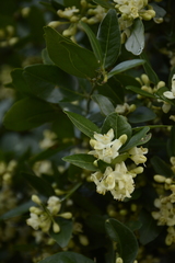 Atalantia monophylla