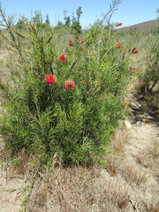 Melaleuca linearis linearis