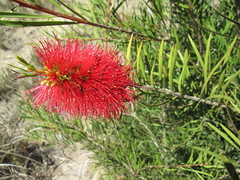 Melaleuca linearis linearis