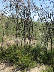 Melaleuca linearis linearis